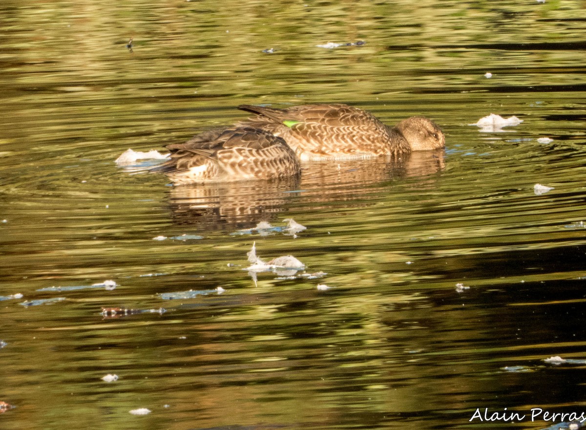 Green-winged Teal - ML624138264