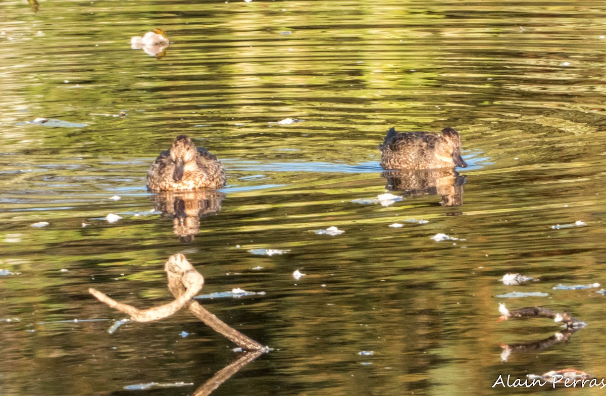 Green-winged Teal - ML624138265