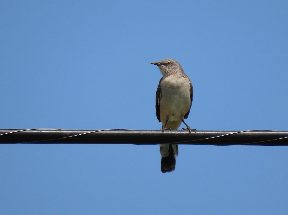 Northern Mockingbird - ML624138281