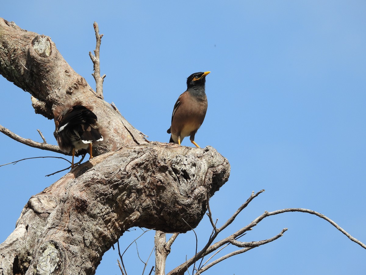 Common Myna - ML624138286