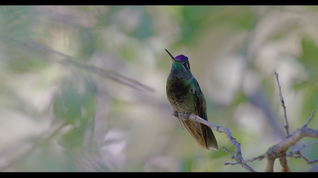 Rivoli's Hummingbird - ML624138311