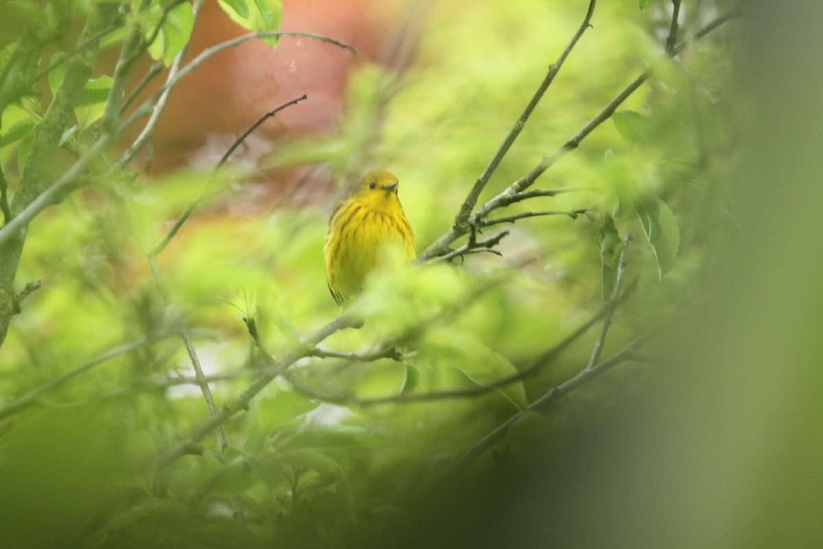 Yellow Warbler - ML624138368