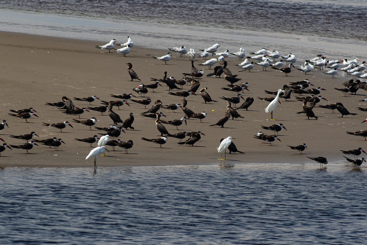 Black Skimmer - ML624138379