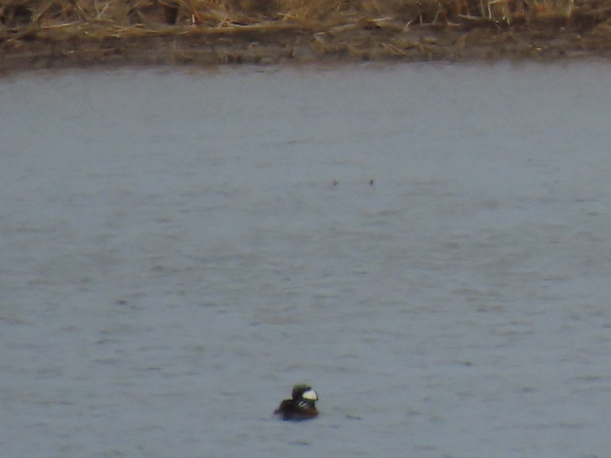 Hooded Merganser - ML624138387