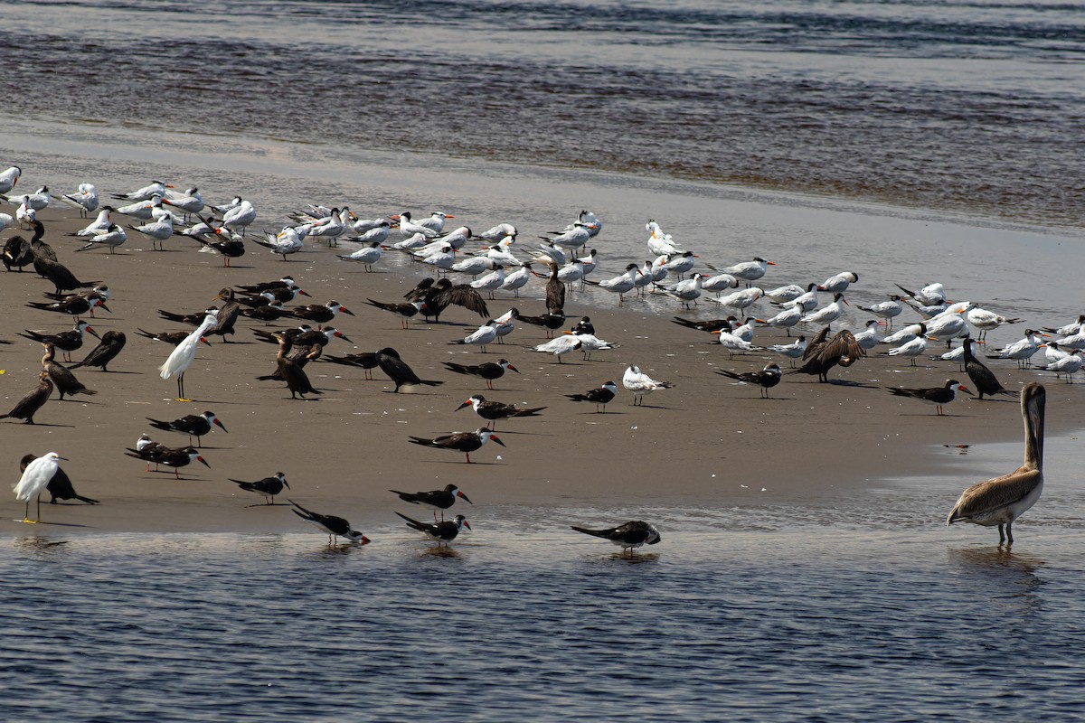 Elegant Tern - ML624138388