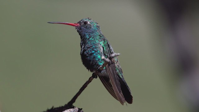 Geniş Gagalı Kolibri - ML624138392