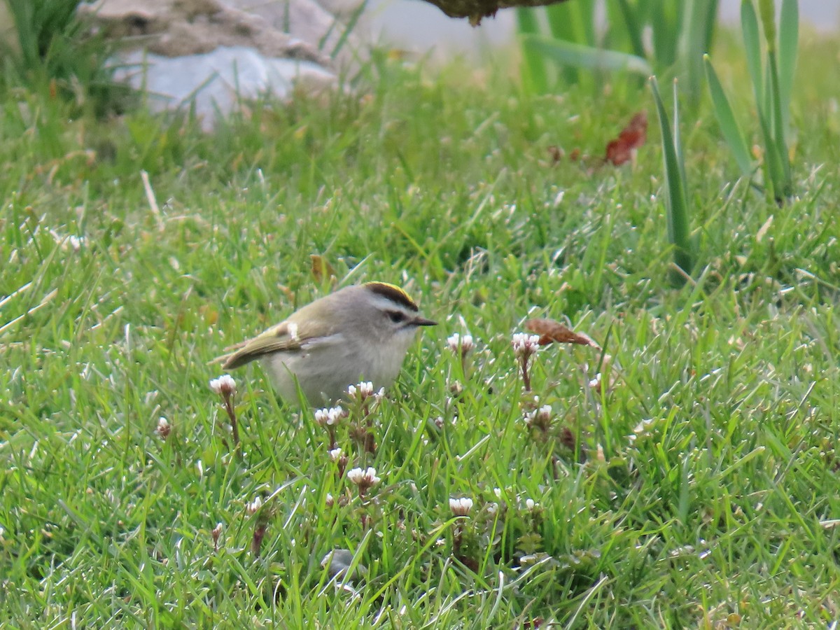 Golden-crowned Kinglet - ML624138420