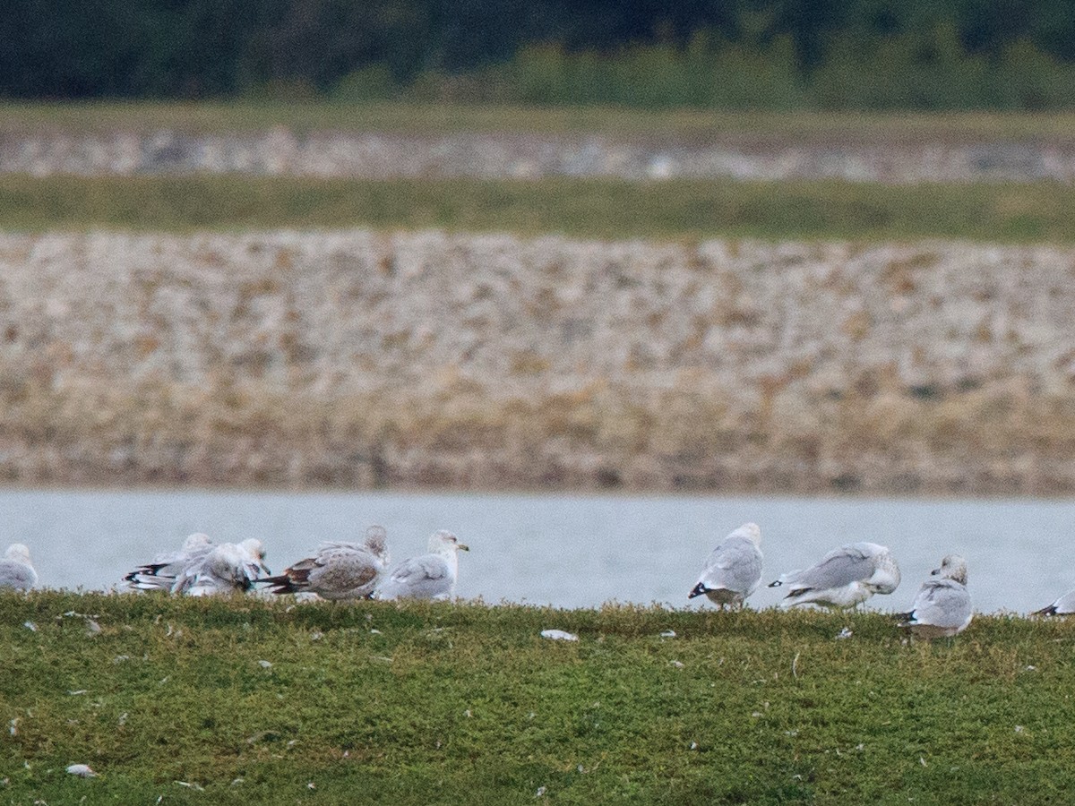 Ring-billed Gull - ML624138433