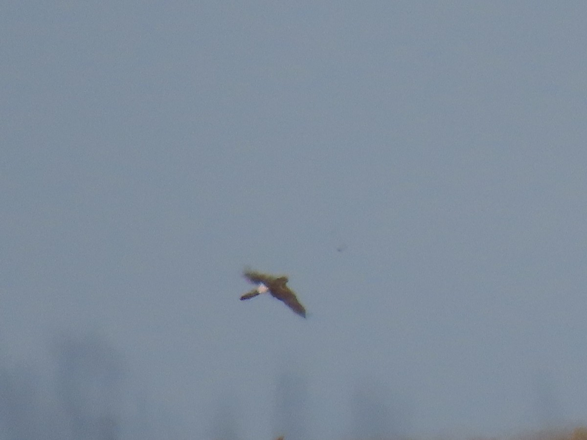 Northern Harrier - ML624138464