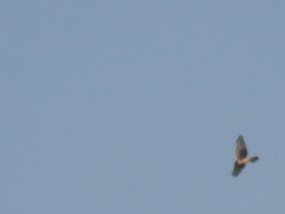 Northern Harrier - ML624138465