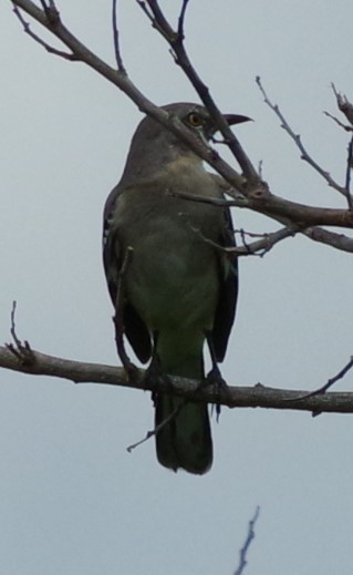 Northern Mockingbird - ML624138480