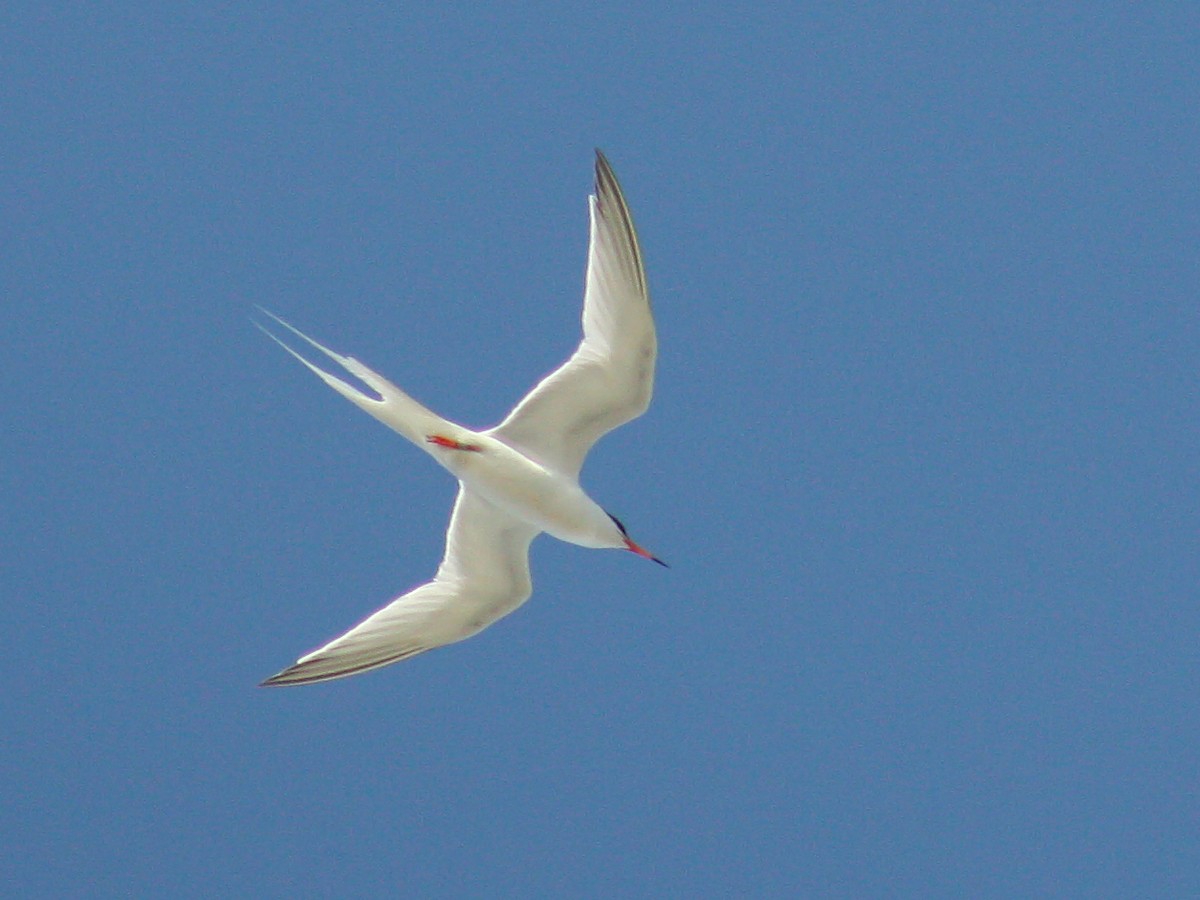 Roseate Tern - ML62413851