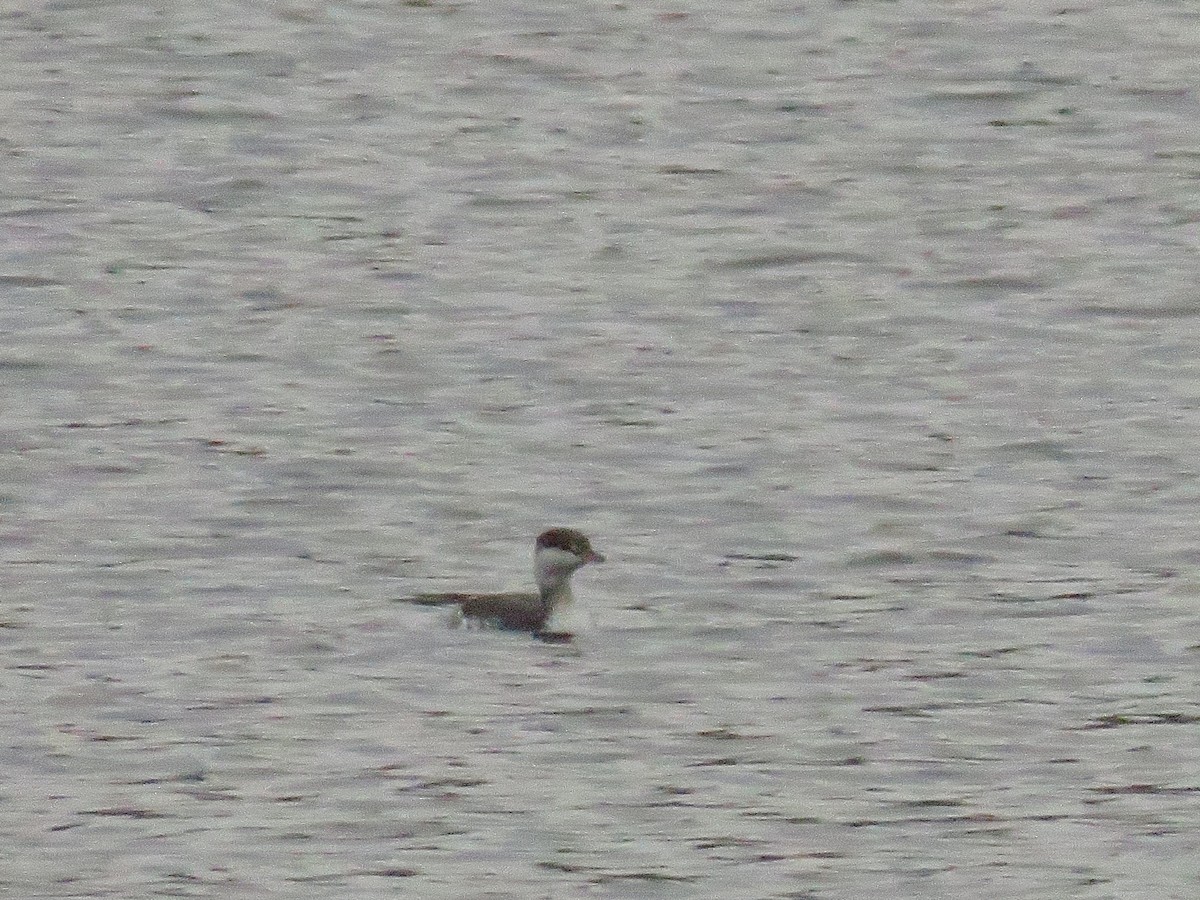 Horned Grebe - Parker S