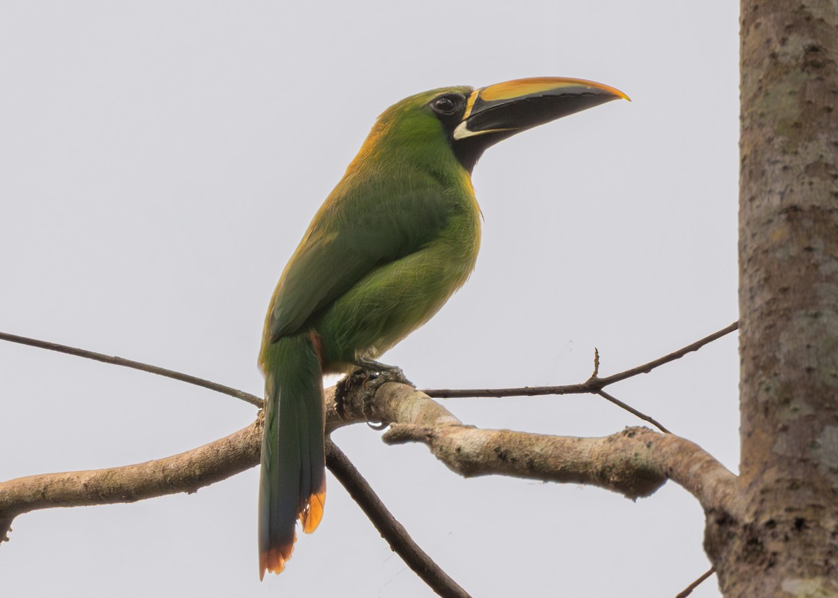 Southern Emerald-Toucanet (Black-throated) - ML624138531