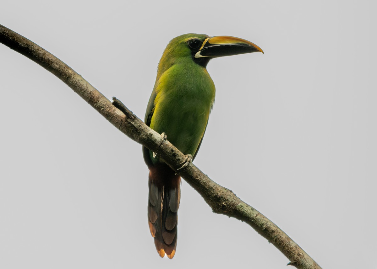 Southern Emerald-Toucanet (Black-throated) - ML624138532