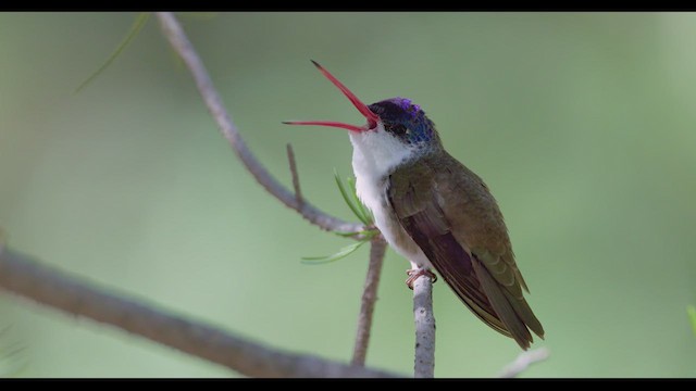 Mor Alınlı Kolibri - ML624138533