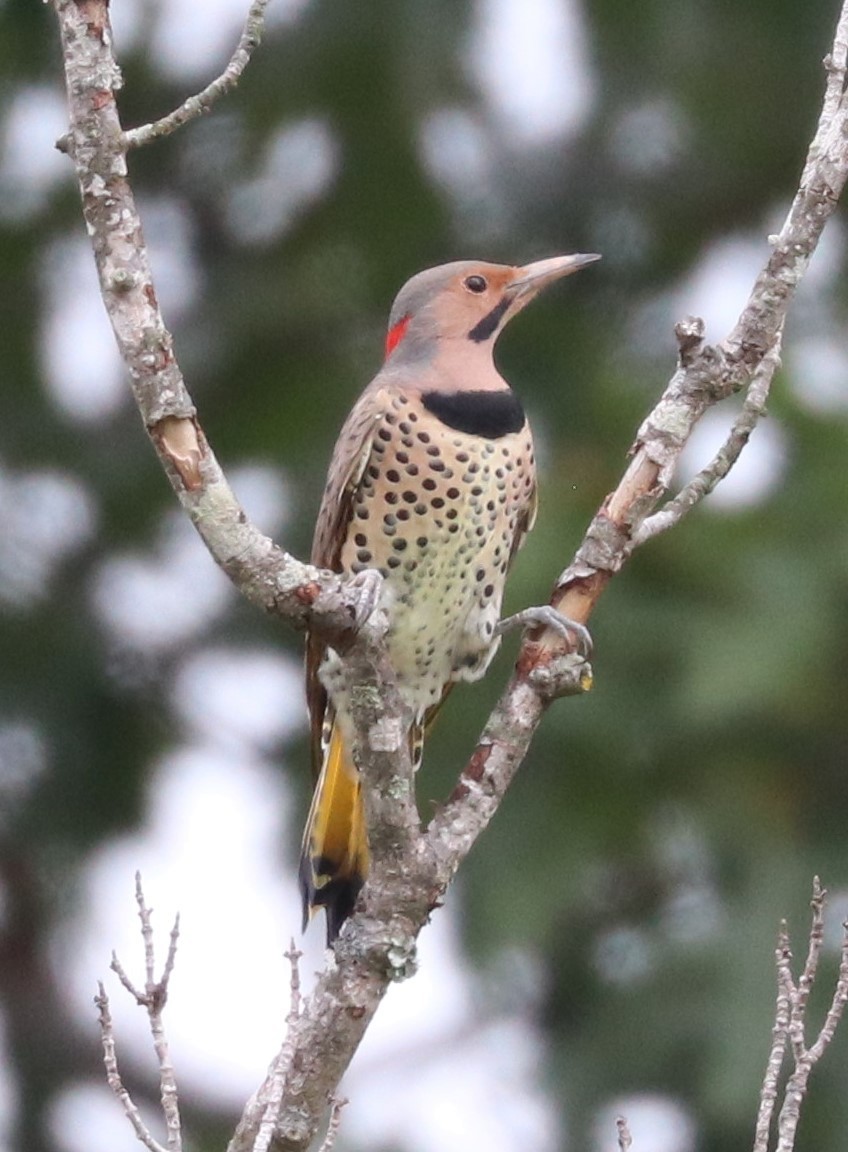 Northern Flicker - ML624138541