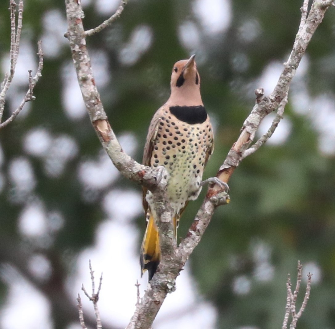 Northern Flicker - ML624138542