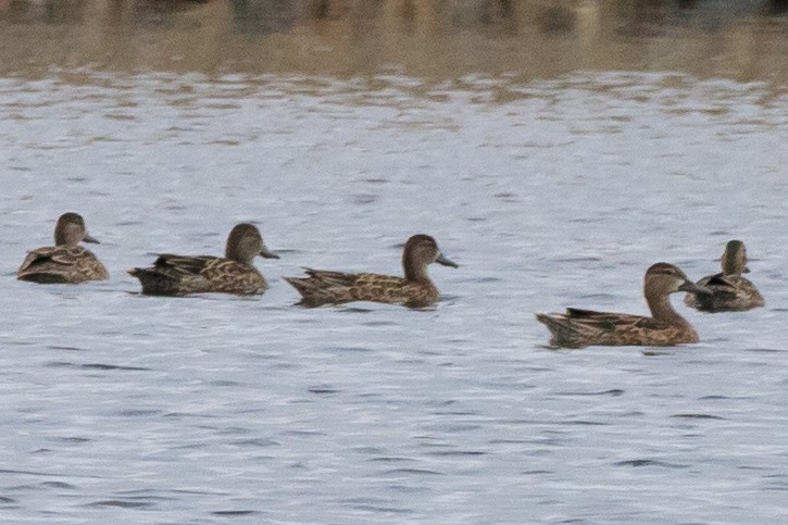 Blue-winged Teal - Garrett Hoffmaster