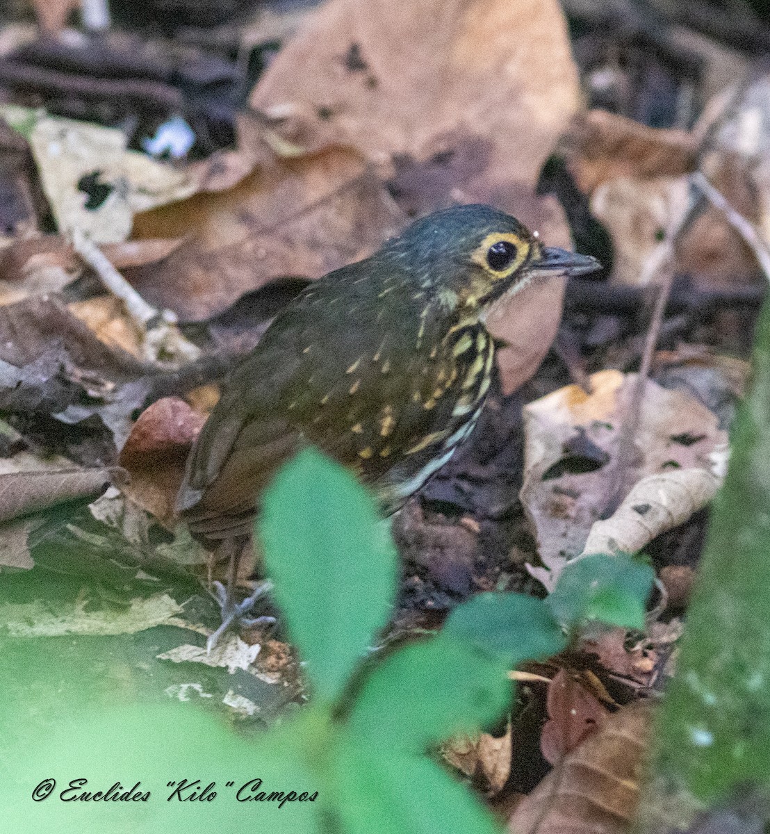 Streak-chested Antpitta - ML624138546