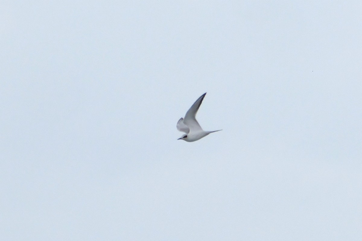 Forster's Tern - ML624138583