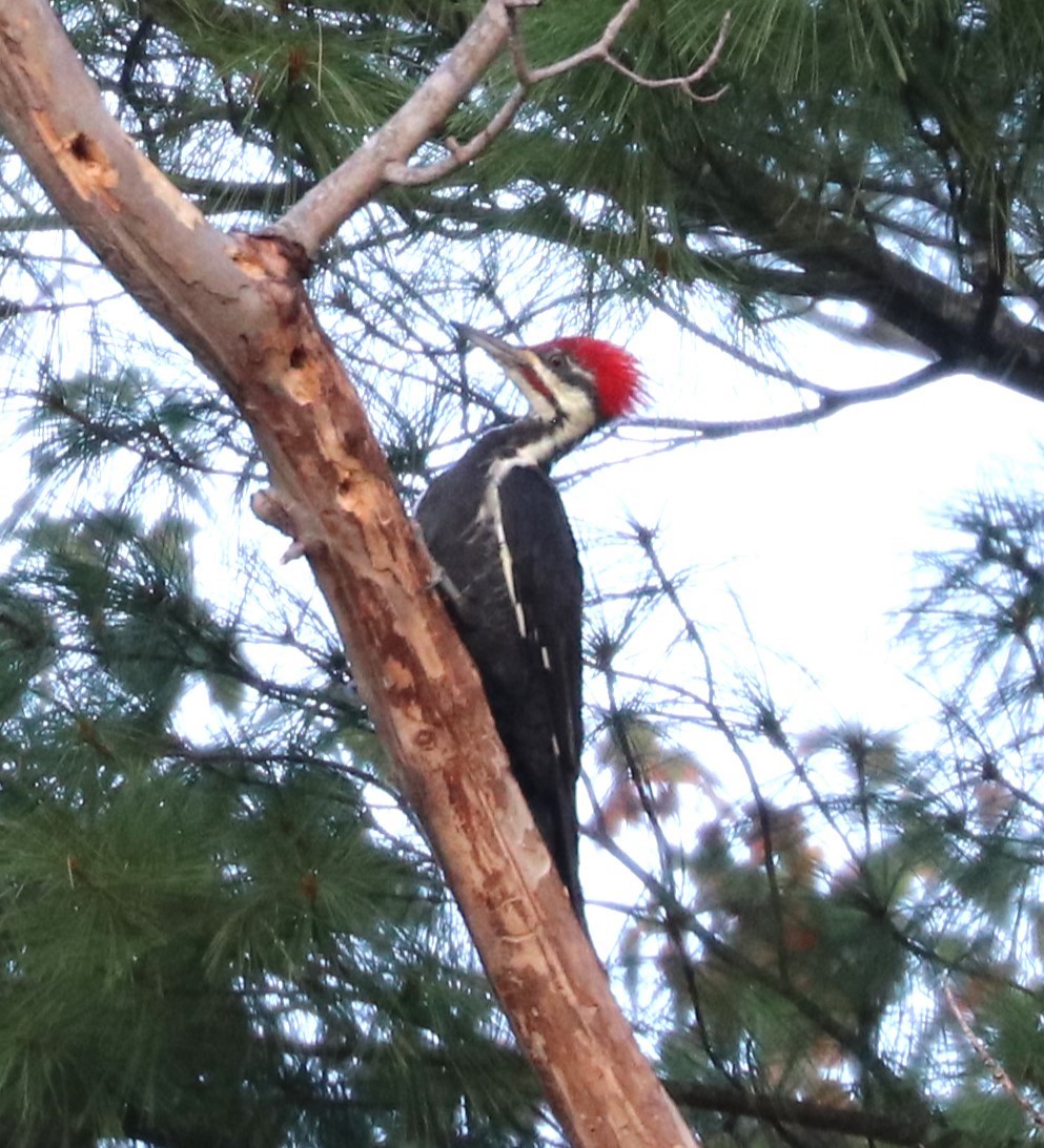 Pileated Woodpecker - ML624138589