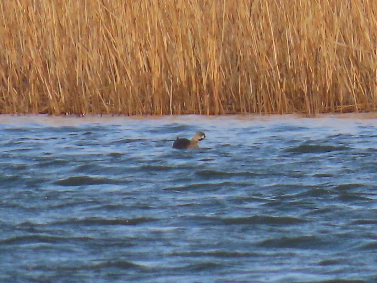 Pied-billed Grebe - ML624138602