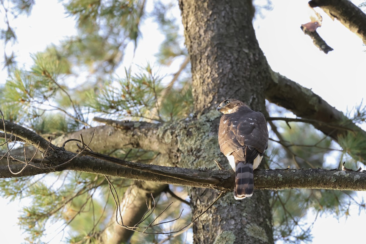 Cooper's Hawk - ML624138611