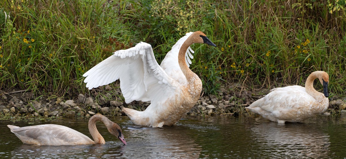 Trumpeter Swan - ML624138612