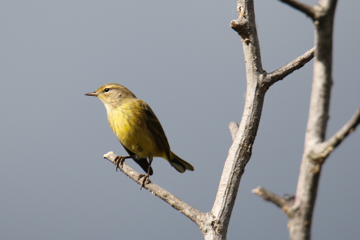 Palm Warbler - ML624138622