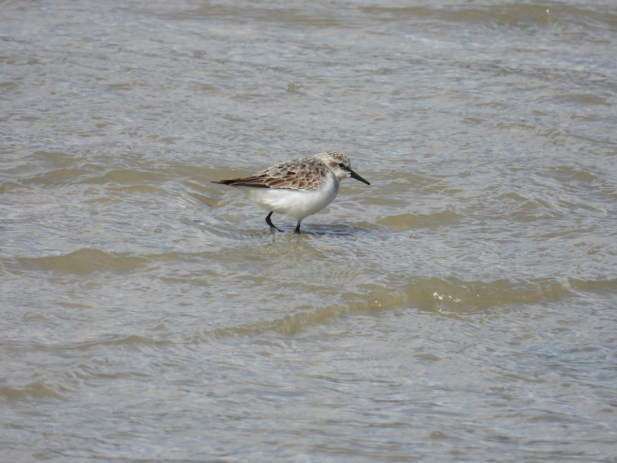 Red-necked Stint - ML624138676