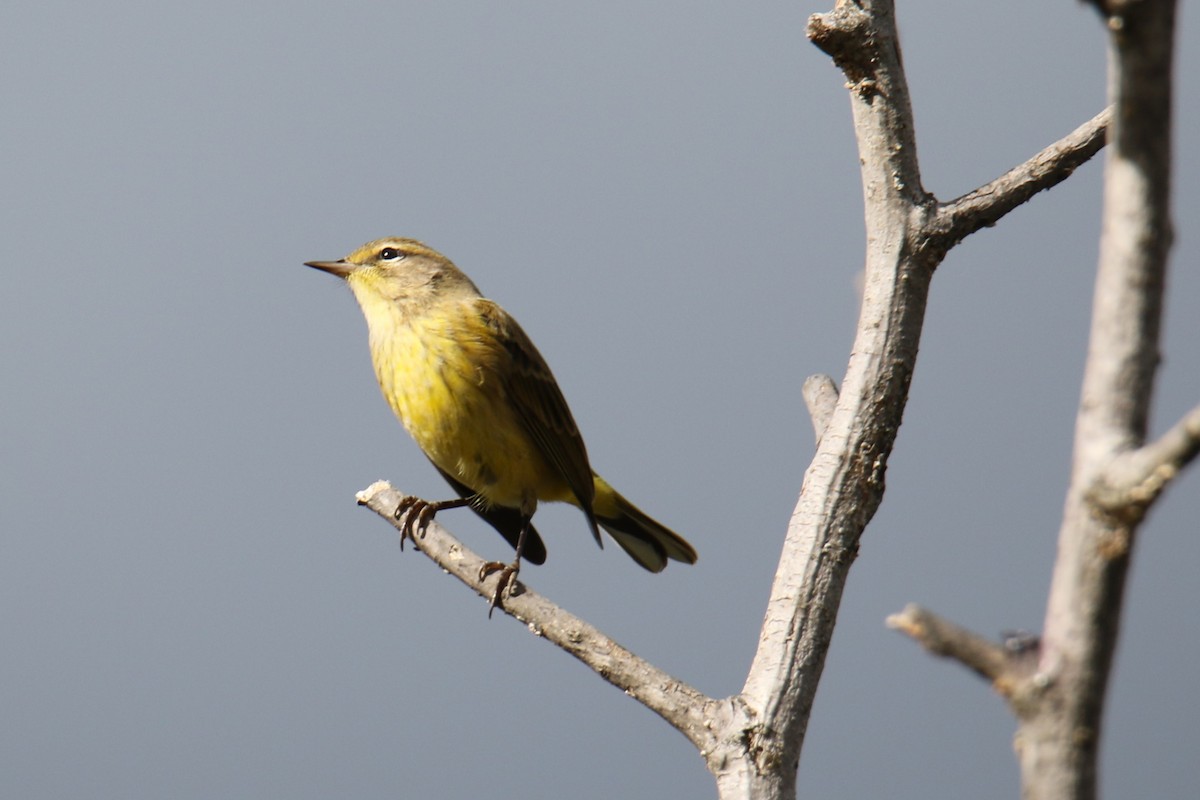 Palm Warbler - ML624138677