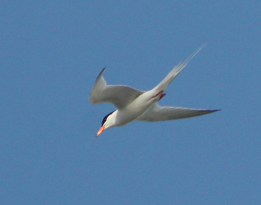 Roseate Tern - ML62413871