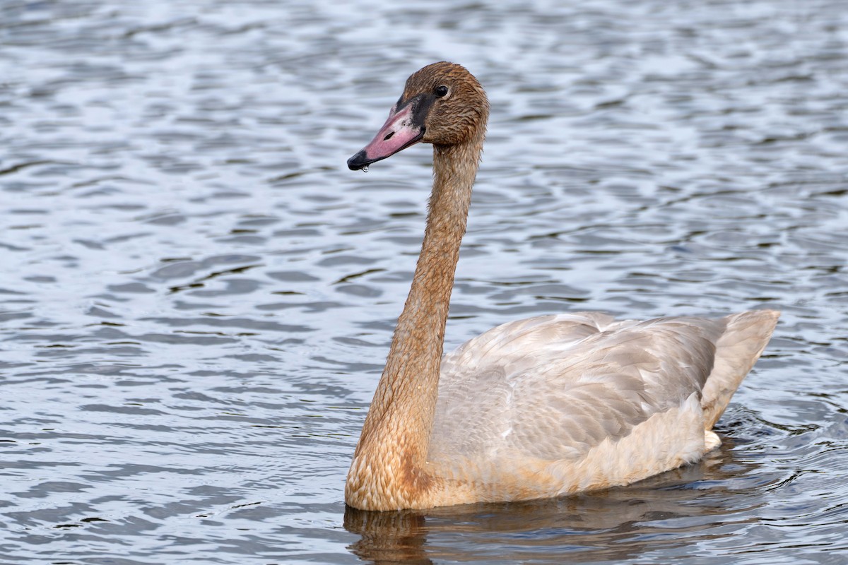 Trumpeter Swan - ML624138726