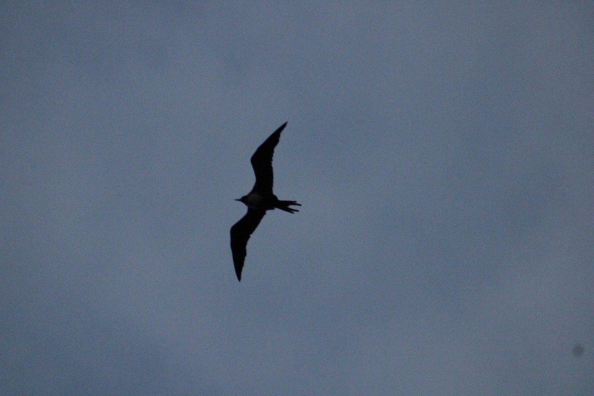 Great Frigatebird - ML624138744