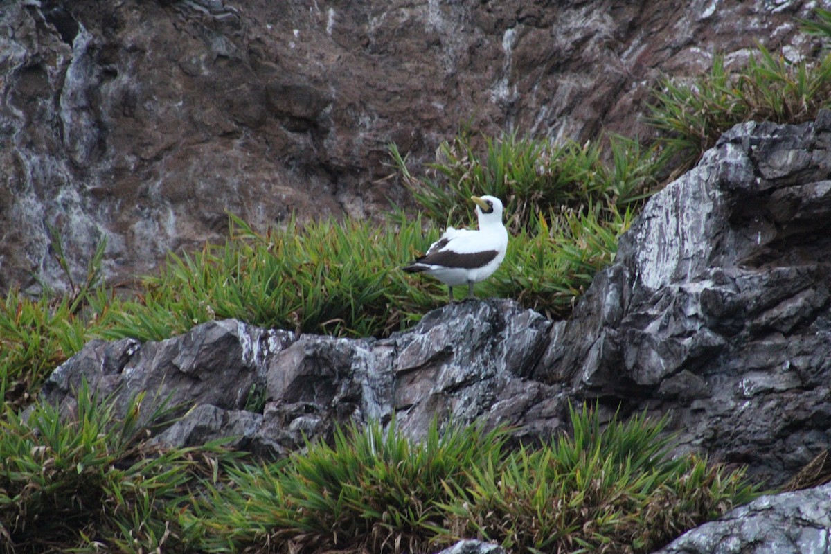 Masked Booby - ML624138759