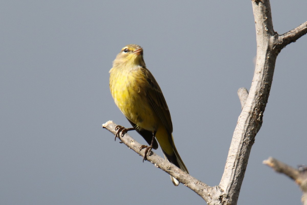 Palm Warbler - ML624138763