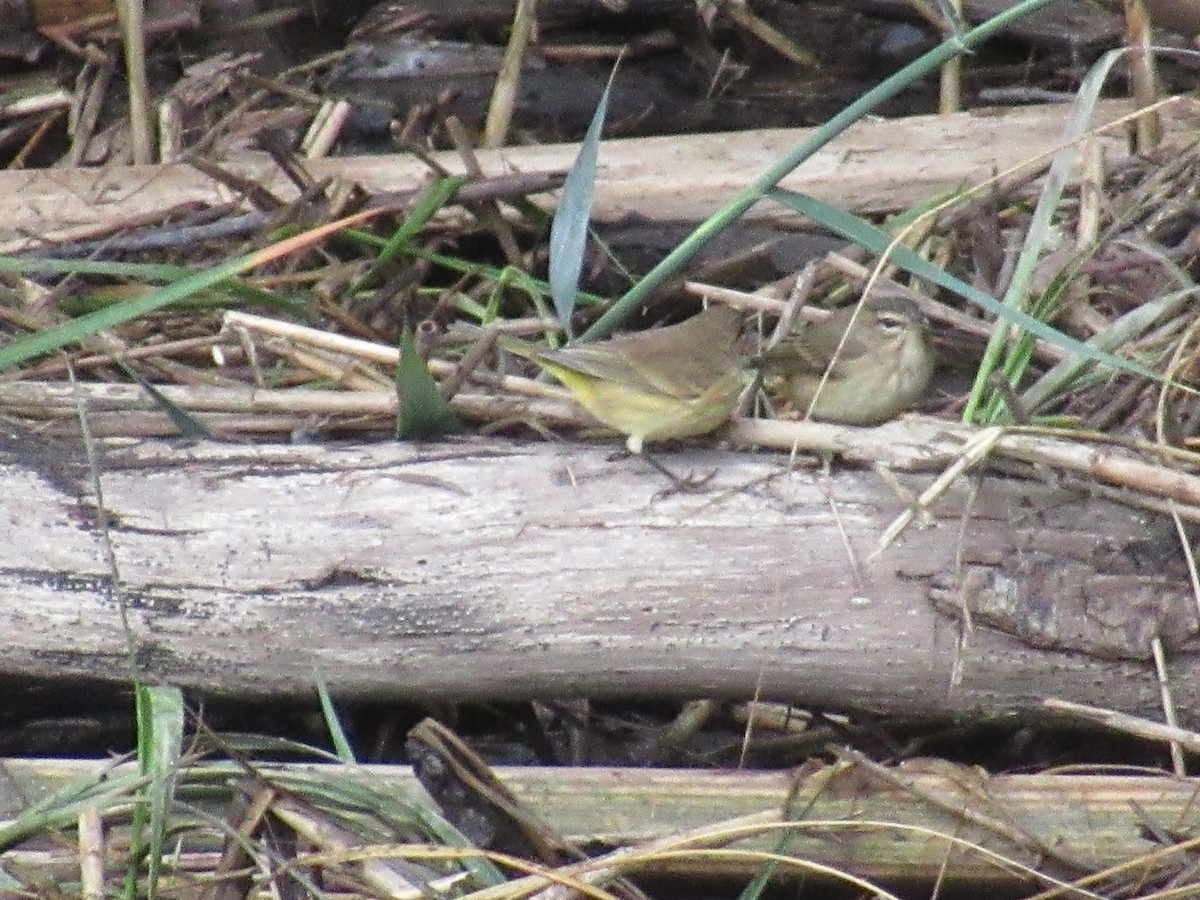 Palm Warbler (Yellow) - ML624138804