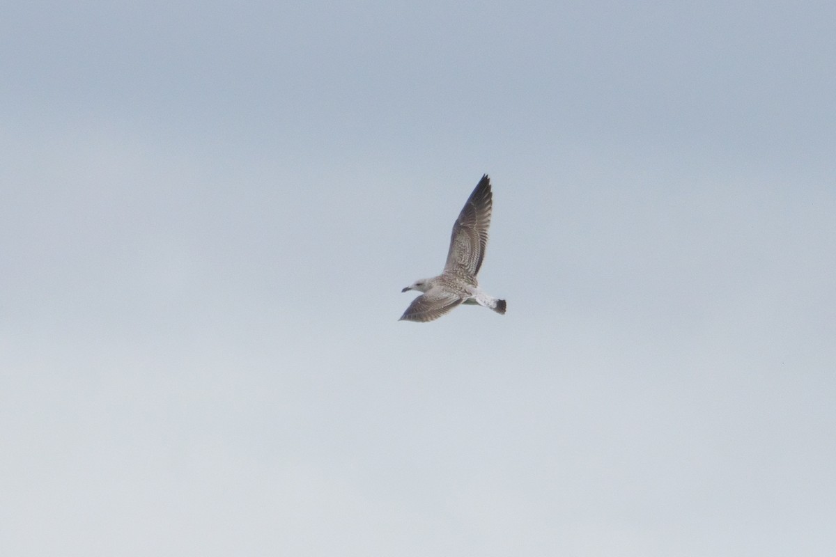 Great Black-backed Gull - ML624138807