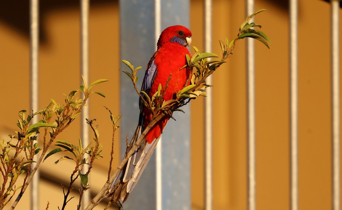 Crimson Rosella - Tom Tarrant