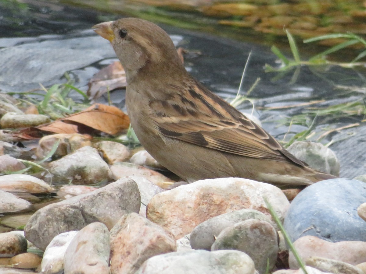 House Sparrow - Paul Sellin