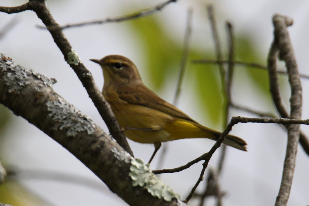 Palm Warbler - ML624138864