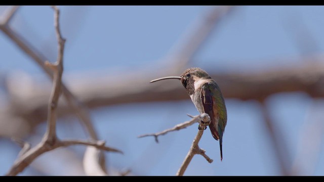Lucifer Hummingbird - ML624138866