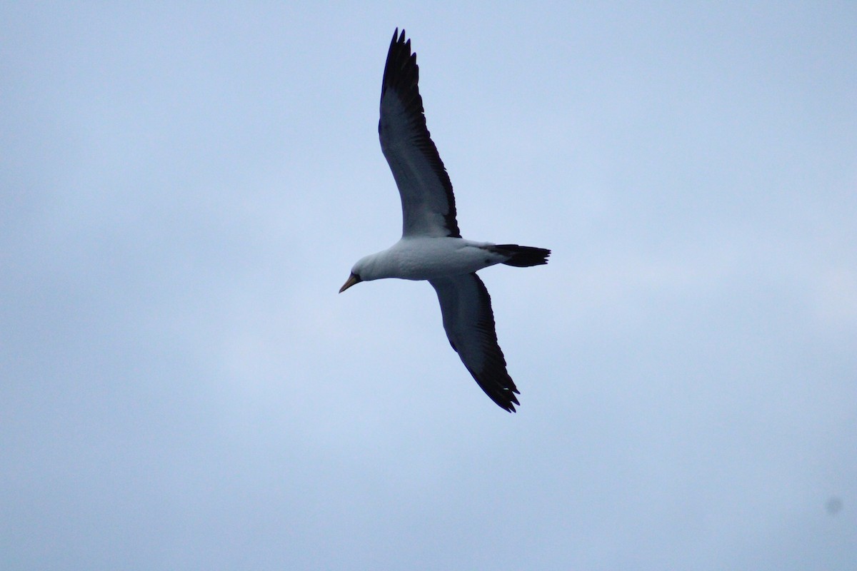 Masked Booby - ML624138868