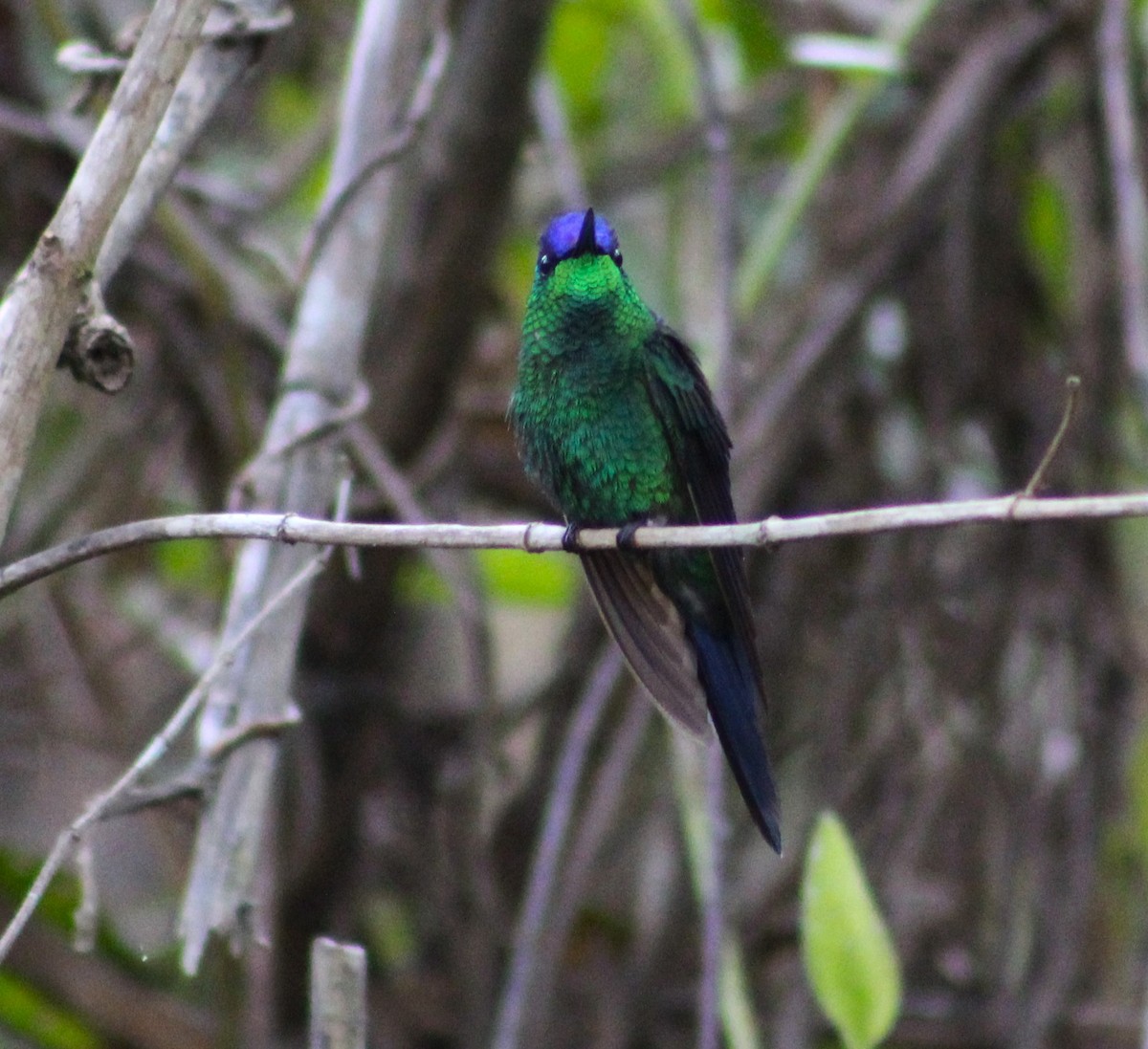 Violet-capped Woodnymph - ML624138874