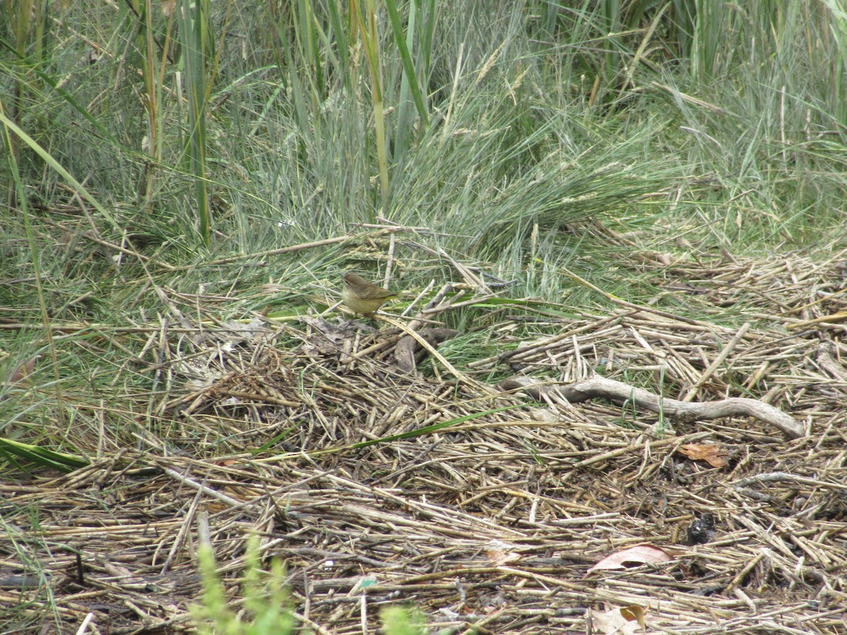 Palm Warbler (Yellow) - ML624138881