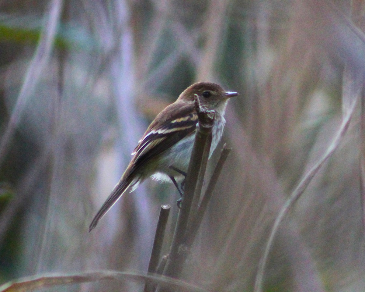 Bran-colored Flycatcher - ML624138888