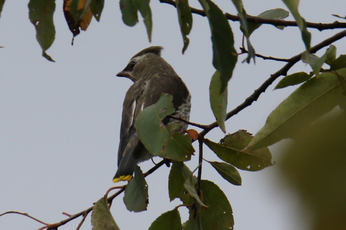 Cedar Waxwing - ML624138899