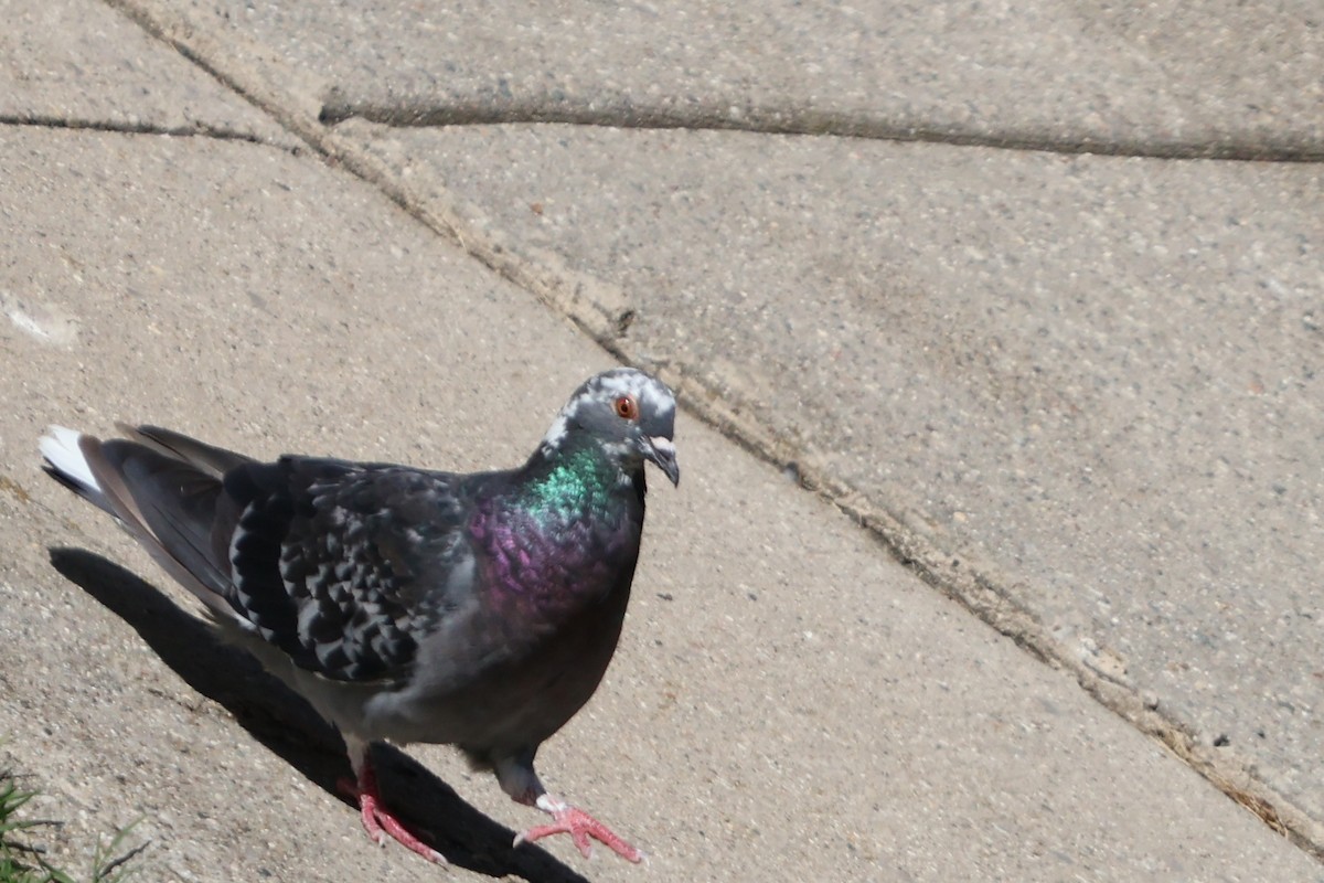 Rock Pigeon (Feral Pigeon) - Capturing Michigan