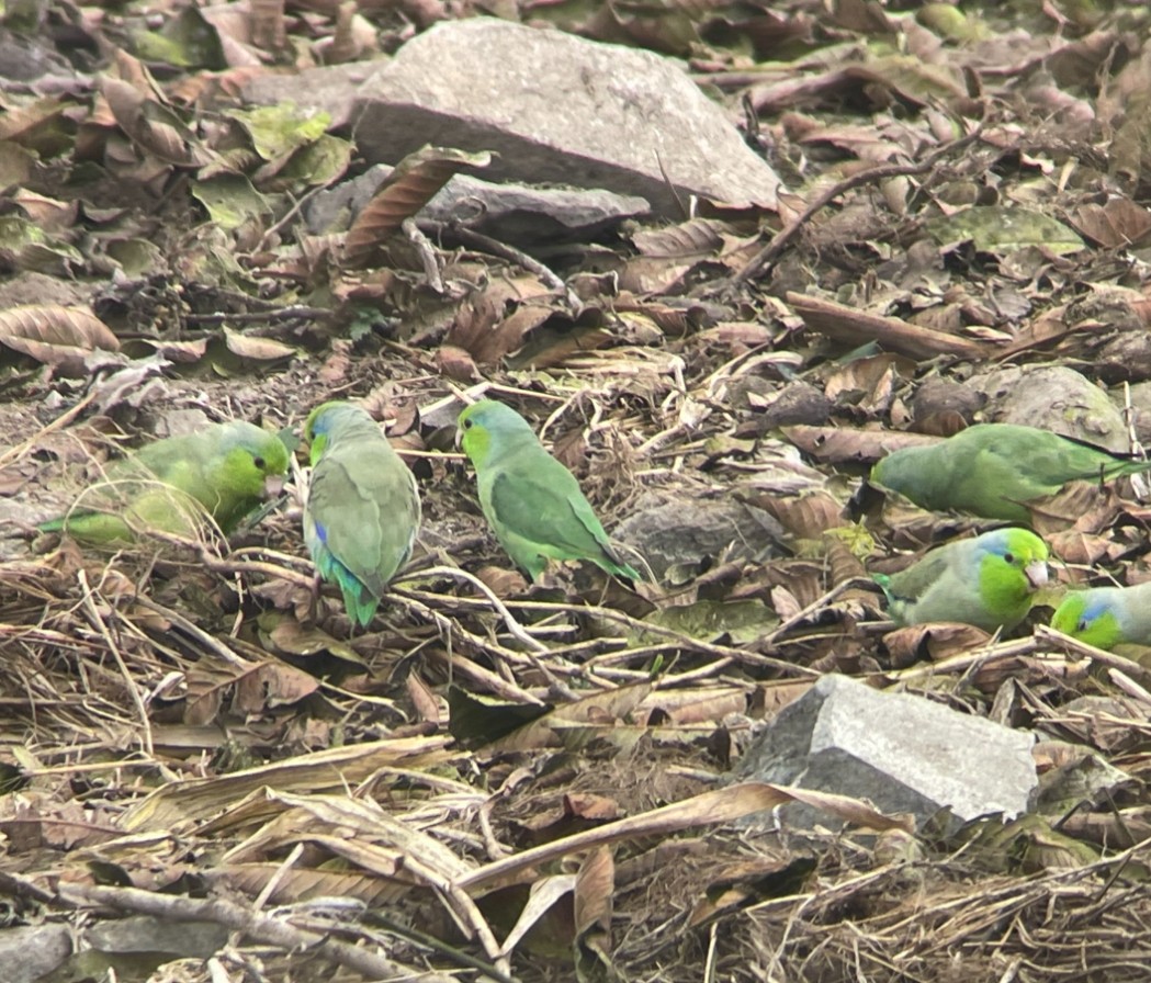 Pacific Parrotlet - ML624138910